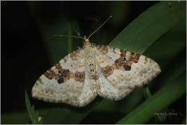<p>PÍĎALKA ŠŤOVÍKOVÁ (Xanthorhoe montanata) Knížecí</p>